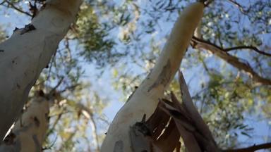 桉树加州美国本地的澳大利亚口香糖树<strong>风</strong>绿色叶子桃金娘春天新鲜的春天<strong>大气</strong>荒野美国植物森林自然植物绿色植物
