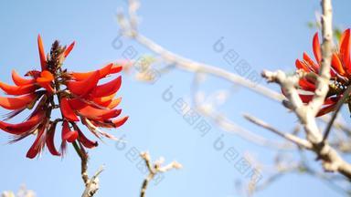 珊瑚树红色的花花园加州美国刺桐属火焰树春天布鲁姆浪漫的植物大气精致的异国情调的热带开花春天艳丽的颜色软模糊新鲜