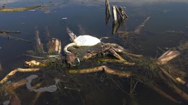 死鸟伟大的冠毛犬grebe足底头肌cristatus湖落下乌克兰