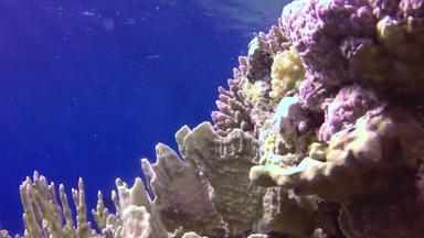 静态视频<strong>珊瑚</strong>礁<strong>红</strong>色的海阿布配音美丽的水下景观热带鱼<strong>珊瑚</strong>生活<strong>珊瑚</strong>礁埃及