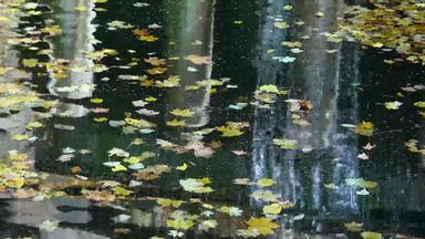 秋天黄色的叶子<strong>影响</strong>水反射水索菲耶夫斯基公园该种乌克兰