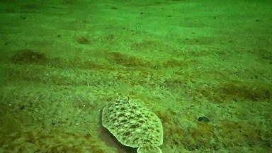 鱼黑色的海平鱼沙子唯一的pegusa拉斯卡里斯类似的沙子慢慢地浮<strong>点数</strong>谎言底