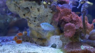 海马在珊瑚水族馆关闭海马游泳美妙的珊瑚清洁水族馆水海洋水下热带异国情调的生活自然背景