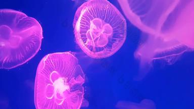 集团荧光粉红色的水母游泳水族馆池透明的水母水下镜头发光的美杜莎移动水海洋生活壁纸背景