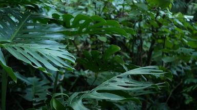 异国情调的monstera丛林热带雨林热带大气新鲜的多汁的叶状体叶子亚马逊密集的杂草丛生的深森林黑暗自然绿色植物郁郁葱葱的<strong>树叶</strong>常绿生态系统天堂平静审美