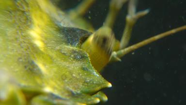 媒介拍摄复合眼睛绿色海岸蟹卡西努斯maenas卡西努斯埃斯图里侵入性的物种