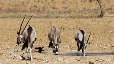 宝石羚羊羚羊喝水喀拉哈里沙漠沙漠