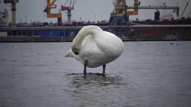 野生鸟人行业生态问题白色天鹅鸭子海鸥海港水域苏霍伊利曼乌克兰