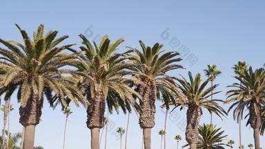 手掌这些洛杉矶加州美国夏<strong>季</strong>审美圣诞老人莫妮卡威尼斯海滩太平洋海洋清晰的蓝色的天空标志性的棕榈树<strong>大气</strong>贝弗利山好莱坞共鸣