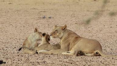 母狮好玩的幼崽喀拉哈里沙漠沙漠