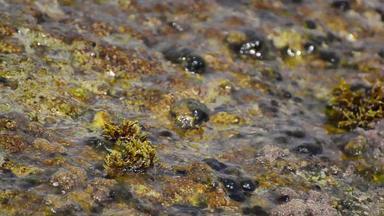海洋海水cplashes海岸岩石循环水波洗粗糙的岩石珊瑚