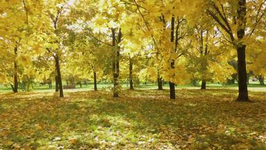 <strong>黄色</strong>的色彩斑斓的枫木叶子<strong>树树</strong>叶地面公园秋天阳光明媚的一天阳光叶子相机移动向前慢慢地替身拍摄
