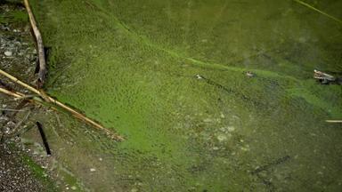 富营养化环境问题质量发展蓝绿色海藻微胞藻属绿脓杆菌被污染的富营养的湖亚尔帕格敖德萨地区乌克兰