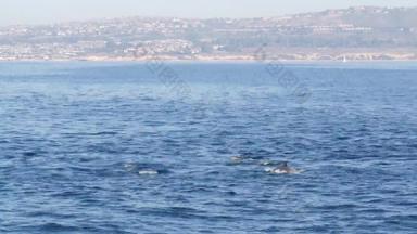 视图船常见的<strong>海豚</strong>豆荚开放水鲸鱼看之旅南部加州开玩笑地跳太平洋海洋使溅游泳海海洋野生动物