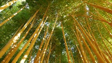 竹子森林异国情调的亚洲热带<strong>大气</strong>绿色树冥想冯水Zen花园安静的平静格罗夫早....和谐新鲜灌木丛日本中国人自然东方审美