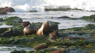 海狮子岩石小艇好玩的野生有耳的海豹爬行石头海藻太平洋海洋溅波受保护的海洋哺乳动物野生动物自然<strong>栖息地</strong>三迭戈加州美国
