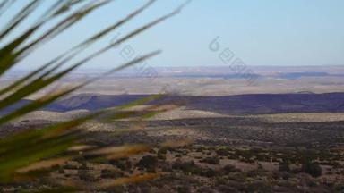 多汁的植物沙漠勺子达西里翁惠勒里仙人掌山坡上沙漠墨西哥美国