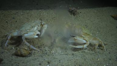 螃蟹鲑macropipus霍尔萨图斯吃水母奥雷利亚奥里塔