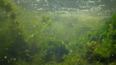 相机移动水新鲜的<strong>水流</strong>藻类快流动<strong>水流</strong>动水