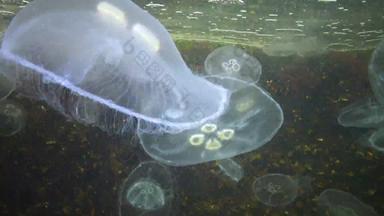奥雷利亚奥里塔月亮果冻水母常见的水母飞碟果冻动物黑色的海