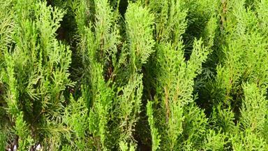 绿色颜色西方红色的雪松植物叶布鲁姆<strong>叶子吹</strong>风特写镜头焦点前景对象摘要纹理彩色的背景环境保护