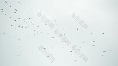 群鹳飞行灰色的多云的天空轮廓飙升的鸟象征自由自然概念保护环境濒临灭绝的物种动物