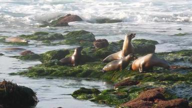 海<strong>狮子</strong>岩石小艇好玩的野生有耳的海豹爬行石头海藻太平洋海洋溅波受保护的海洋哺乳动物野生动物自然栖息地三迭戈加州美国