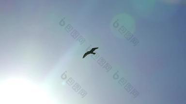飞行的轮廓海鸥十字架前面太阳