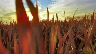 金成熟的小麦场阳光明媚的<strong>日落</strong>农业景观日益增长的植物培养作物秋天的自然收获季节概念
