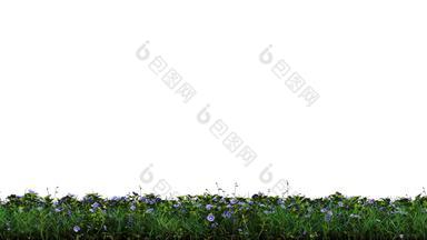 线性运动野生绿色草蓝色的婆婆纳属的植物花带α通道