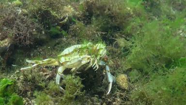 大蟹吃蟹飞行蟹荚蒾属霍尔萨图斯黑色的海