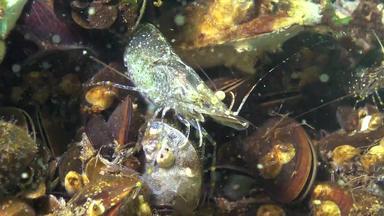 虾海底帕拉蒙adspersus一般被称为波罗的海虾黑色的海