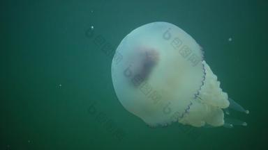 浮动厚度水黑色的海rhizostoma表示“肺”一般桶水母钵水母黑色的海