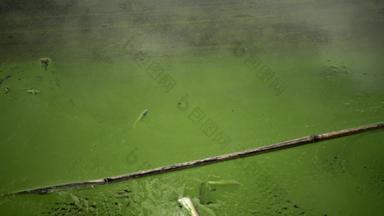 富<strong>营养</strong>化环境问题质量发展蓝绿色海藻微胞藻属绿脓杆菌被污染的富<strong>营养</strong>的湖亚尔帕格敖德萨地区乌克兰