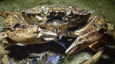 营养绿色蟹海岸蟹卡西努斯maenas卡西努斯埃斯图里小龙虾需要肉贻贝壳牌把口黑色的海
