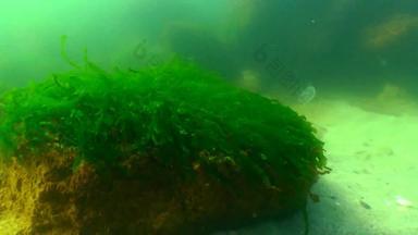 绿色藻类浒苔冬天底黑色的海敖德萨