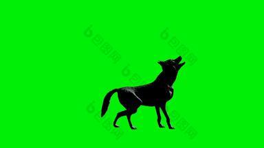 狼咆哮无缝的循环绿色屏幕
