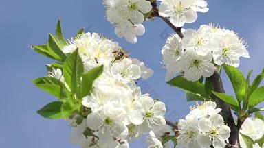 蜜蜂樱桃花盛开的春天呃股票视频
