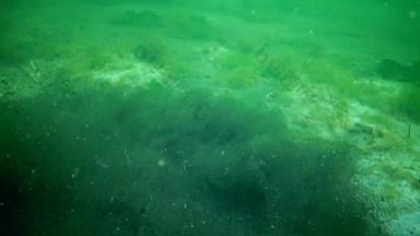 塑料碎片底黑色的海腐烂的藻类海蘑菇缺氧区窒息