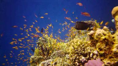 <strong>珊瑚</strong>礁<strong>红</strong>色的海阿布配音静态视频美丽的水下景观热带鱼<strong>珊瑚</strong>生活<strong>珊瑚</strong>礁埃及