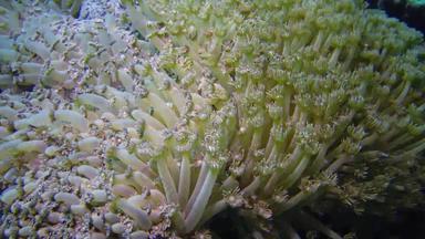 静态视频<strong>珊瑚</strong>礁<strong>红</strong>色的海美丽的水下景观<strong>珊瑚</strong>触角<strong>珊瑚</strong>抓浮游生物影响水埃及