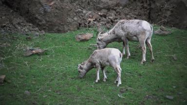 大角羊羊产卵管黄花最稀有的大游戏物种北达科他