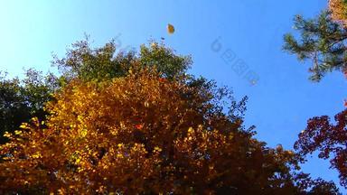 秋天黄色的叶子叶秋天索菲娅公园该种乌克兰