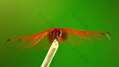 红色的<strong>朱红</strong>色darter蜻蜓昆虫镜头