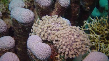鱼珊瑚红色的海珊瑚礁红色的海阿布配音美丽的水下景观热带鱼珊瑚埃及