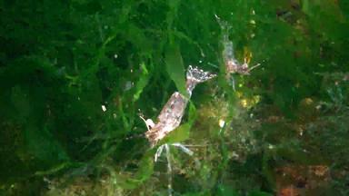 虾海底敖德萨海湾帕拉蒙adspersus一般被称为波罗的海虾物种虾频繁的黑色的海