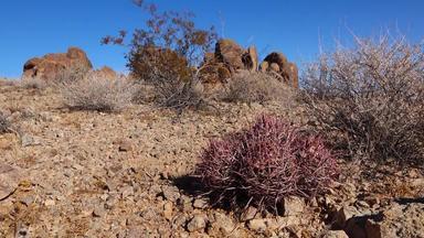 仙人掌亚利桑那州沙漠棘球绦虫polycephaluscottontop仙人掌多头的桶仙人掌炮弹仙人掌