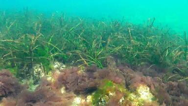目前玛丽娜小属广泛分布式seagrasses