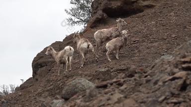 大角羊羊产卵管黄花山山坡上蒙大拿美国