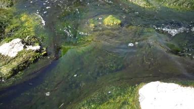 新鲜的水流藻类快流动水流动水